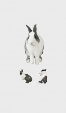 My rabbit Bang-Bang 画像(1)