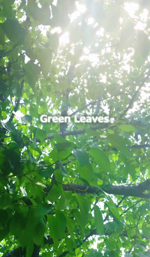 Green Leaves-グリーンリーフ 画像(1)