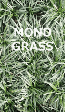 MOND GRASS-リュウノヒゲ 画像(1)