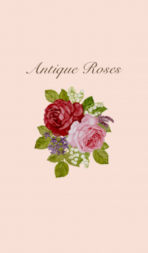 Antique Roses 画像(1)