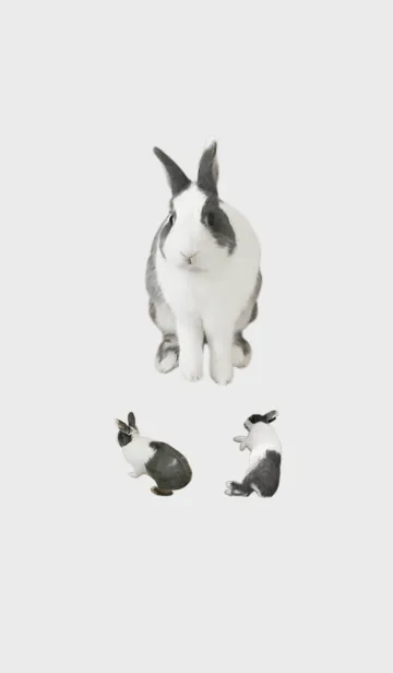 [LINE着せ替え] My rabbit Bang-Bangの画像1