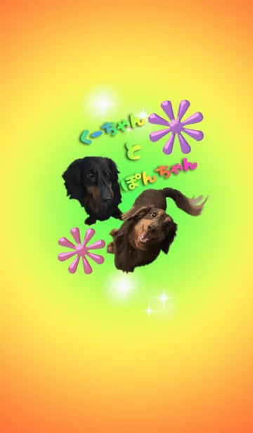 [LINE着せ替え] ダックスのくーちゃんとぽんちゃんの画像1