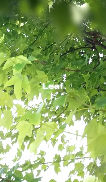 Leaf-リーフの着せ替えメイン画像