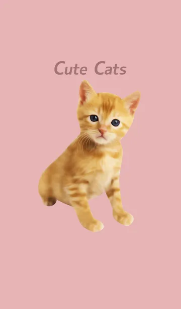 [LINE着せ替え] Cute Cats かわいいチャトラの仔猫の画像1