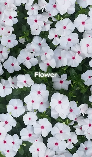 [LINE着せ替え] Flower-花の画像1