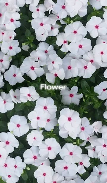 Flower-花の着せ替えメイン画像