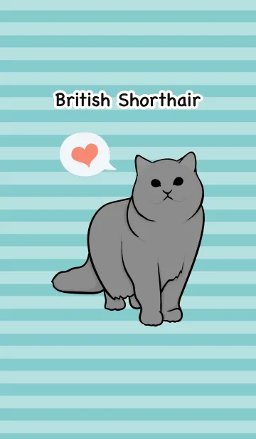 [LINE着せ替え] ブリティッシュ・ショートヘアの猫(ネコ)の画像1