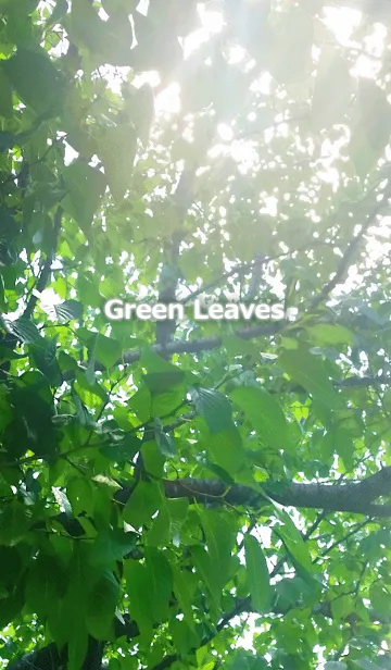 [LINE着せ替え] Green Leaves-グリーンリーフの画像1
