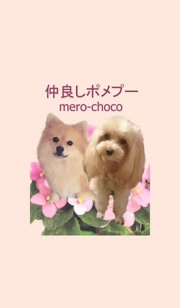 [LINE着せ替え] 仲良しポメプー mero ＆ chocoの画像1