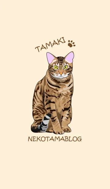 [LINE着せ替え] 猫たまブログの猫たまきです。の画像1