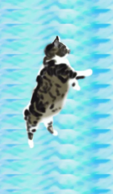 猫の着せ替え たまちゃんの着せ替えメイン画像