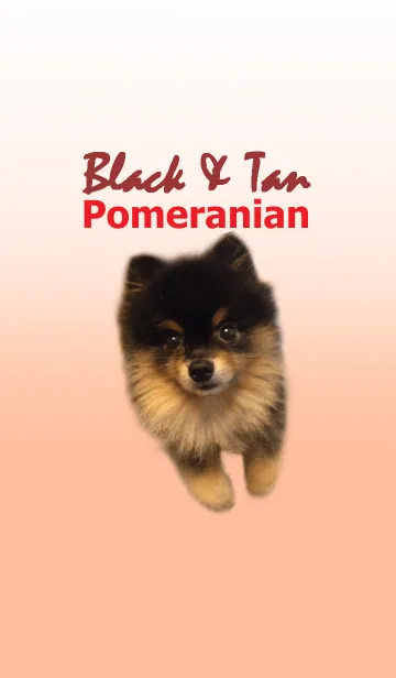 [LINE着せ替え] ブラタンポメラニアンのTao君の画像1