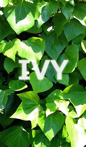 [LINE着せ替え] IVY-アイビーの画像1