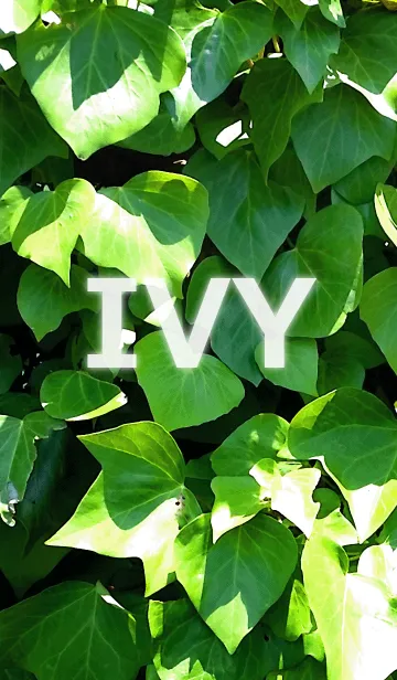 IVY-アイビーの着せ替えメイン画像