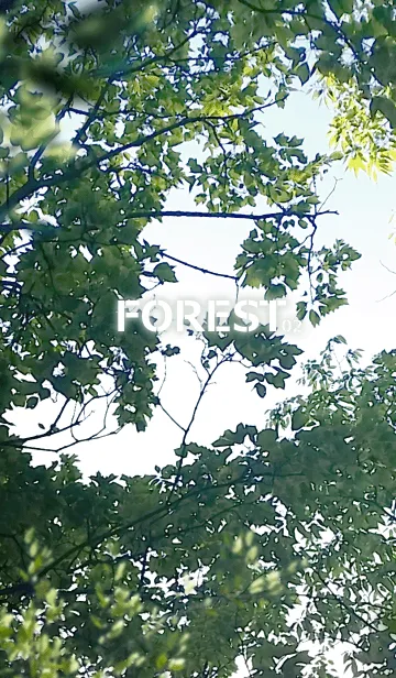 [LINE着せ替え] FOREST-森林02の画像1