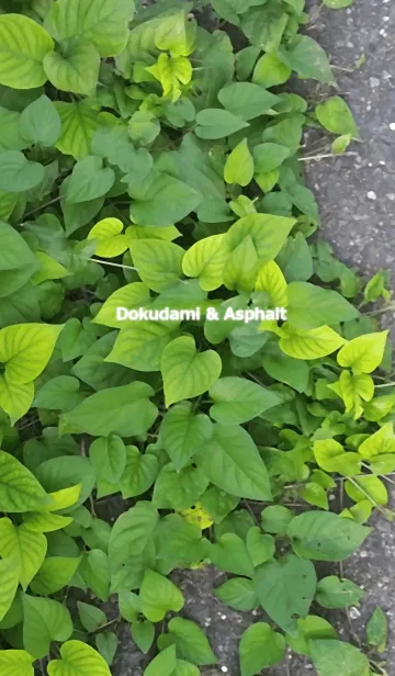 Dokudami ＆ Asphaltの着せ替えメイン画像