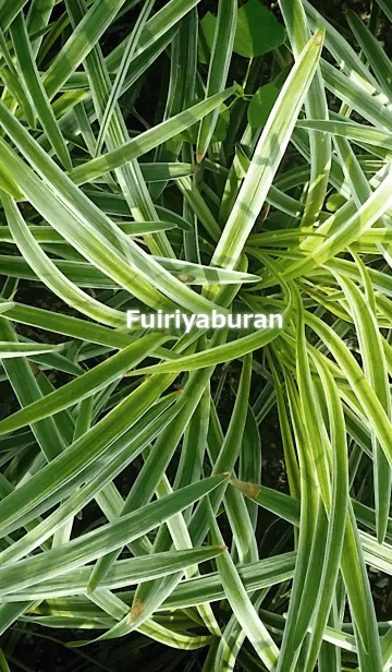 [LINE着せ替え] Fuiriyaburan-フイリヤブランの画像1