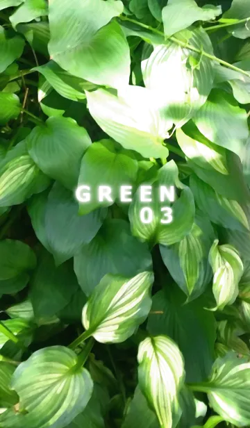 [LINE着せ替え] GREEN-緑03の画像1