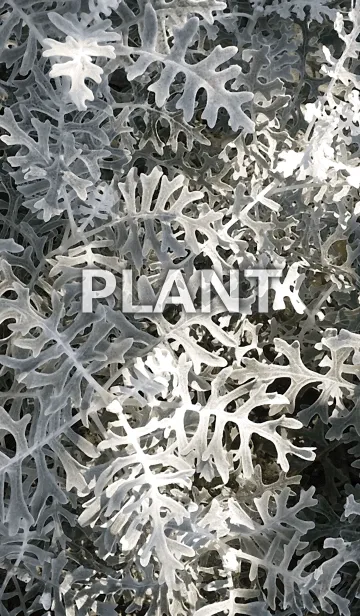 [LINE着せ替え] PLANT-植物の画像1