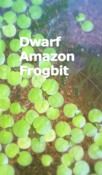 [LINE着せ替え] Dwarf Amazon Frogbitの画像1