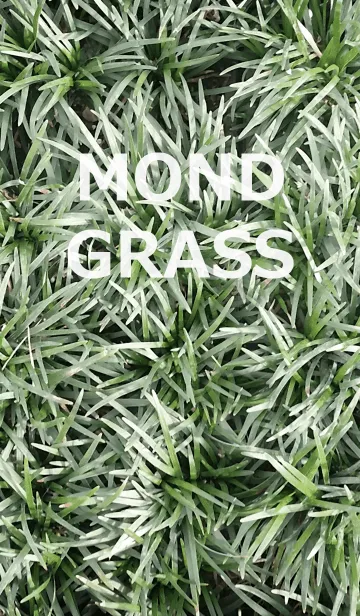 [LINE着せ替え] MOND GRASS-リュウノヒゲの画像1