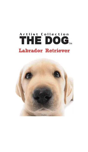 [LINE着せ替え] THE DOG ラブラドール•レトリーバーの画像1