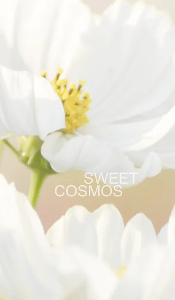 [LINE着せ替え] Sweet Cosmosの画像1