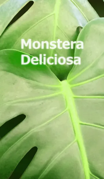 [LINE着せ替え] Monstera Deliciosa-モンステラの画像1