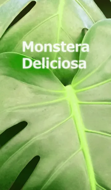 Monstera Deliciosa-モンステラの着せ替えメイン画像