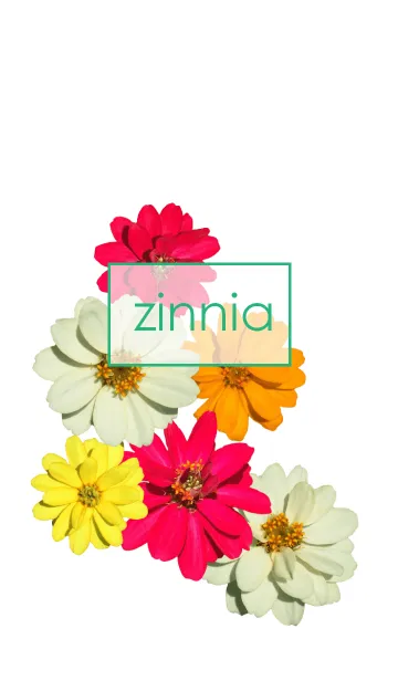 [LINE着せ替え] zinnia ~華やかな百日草~の画像1