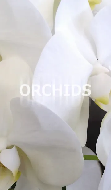 [LINE着せ替え] ORCHIDS-蘭の画像1