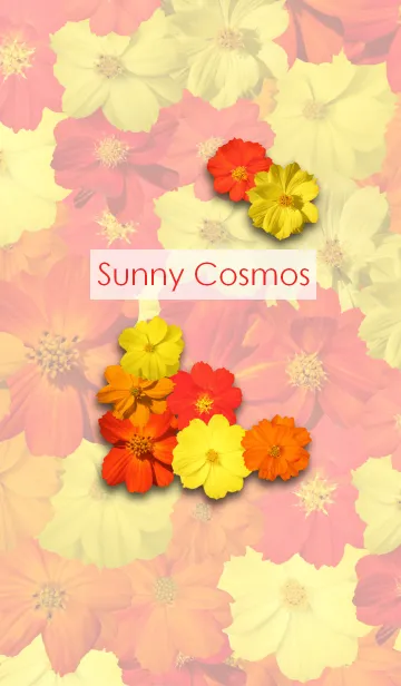[LINE着せ替え] Sunny Cosmos ~おひさまコスモス~の画像1