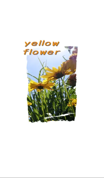 [LINE着せ替え] 黄色い花の画像1