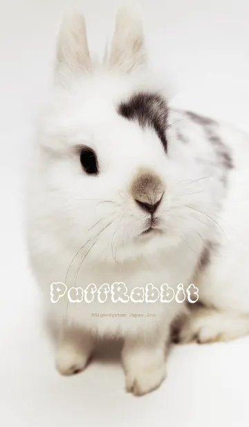 [LINE着せ替え] もふもふうさぎの画像1