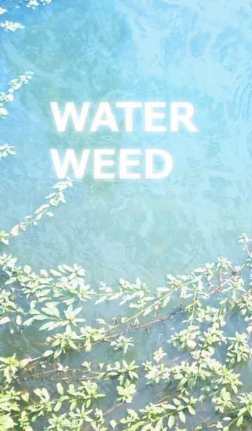 [LINE着せ替え] WATER WEED-水草の画像1