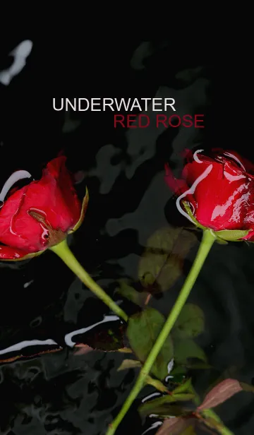 [LINE着せ替え] Underwater Red Roseの画像1
