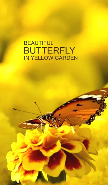 [LINE着せ替え] Beautiful Butterfly in Yellow Gardenの画像1