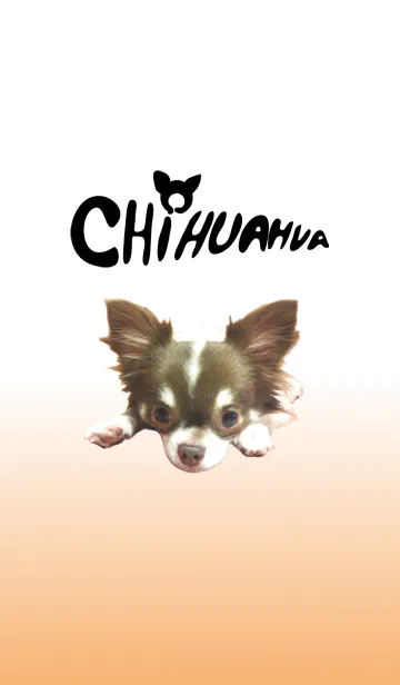 [LINE着せ替え] チワワのモンの画像1