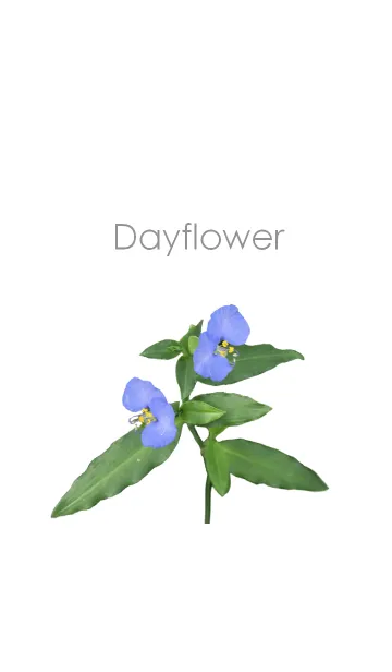 [LINE着せ替え] Dayflower ~露草~の画像1