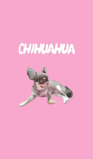 [LINE着せ替え] チワワのショコラの画像1