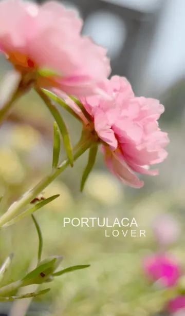 [LINE着せ替え] Portulaca Loverの画像1