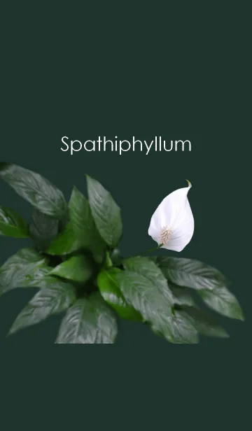 [LINE着せ替え] Spathiphyllum ~スパティフィラム~の画像1