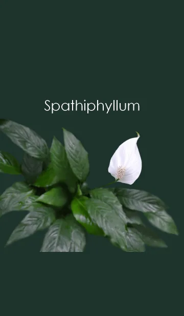 Spathiphyllum ~スパティフィラム~の着せ替えメイン画像