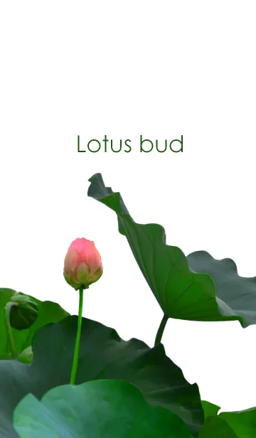 [LINE着せ替え] Lotus bud ~蓮の蕾～の画像1