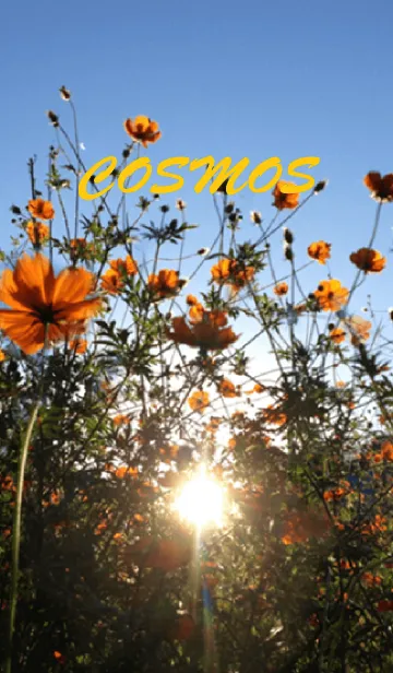 [LINE着せ替え] THE COSMOSの画像1