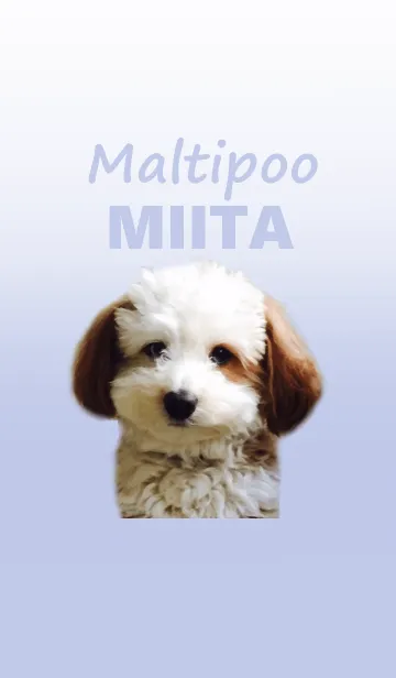 [LINE着せ替え] Maltipoo -MIITA-の画像1