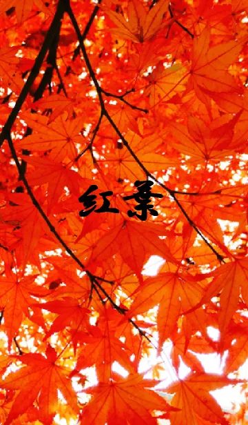 [LINE着せ替え] 紅葉の画像1