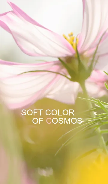 [LINE着せ替え] Soft color of Cosmosの画像1