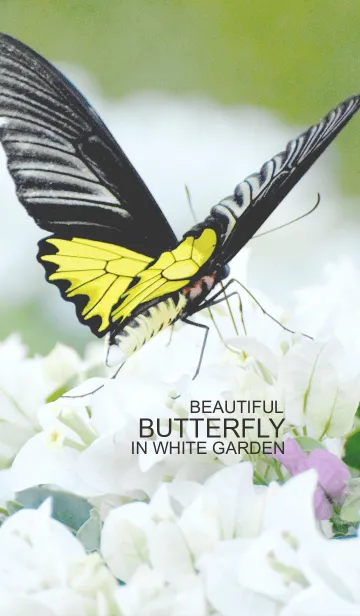 [LINE着せ替え] Beautiful Butterfly in White Gardenの画像1