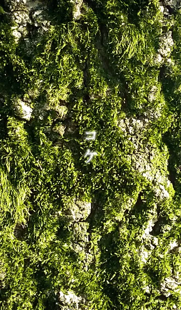 [LINE着せ替え] コケの画像1